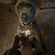 Harley is registered to the contest to win money with this photo: dog, pet, pitbull_mixed, indoor, carpet, collar, paws, sitting, close_up, portrait, muzzle, eyes, ears, looking_up, toy, furniture, patterned_chair, living_room, brown_coat, affectionate