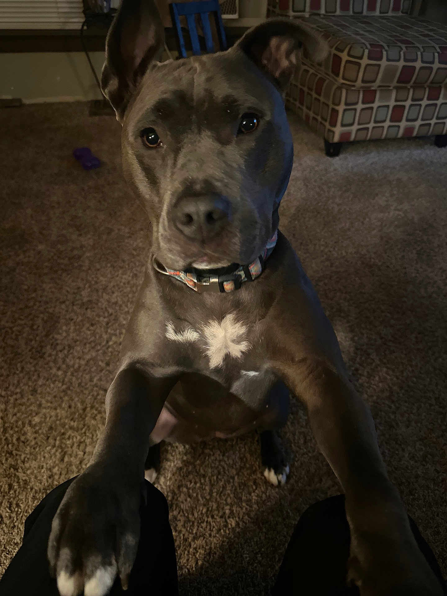 Harley is registered to the contest to win money with this photo: dog, pet, pitbull_mixed, indoor, carpet, collar, paws, sitting, close_up, portrait, muzzle, eyes, ears, looking_up, toy, furniture, patterned_chair, living_room, brown_coat, affectionate
