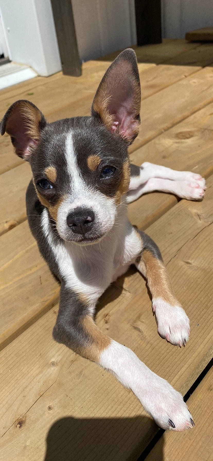 Farley is registered to the contest to win money with this photo: canidae, carnivore, companion_dog, dog, dog_breed, ear, fawn, flooring, fur, hardwood, plank, plant, sporting_group, terrestrial_animal, toy_dog, whiskers, wood, wood_flooring, wood_stain, working_animal