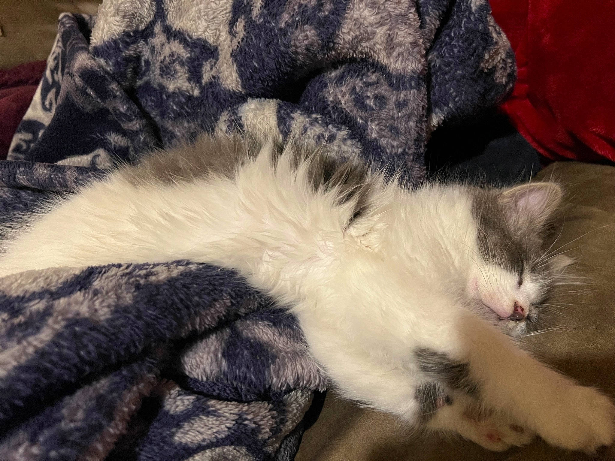 Jaspur joined the competition — help win amazing prizes! carnivore, cat, claw, comfort, domestic_short_haired_cat, felidae, foot, fur, human_leg, lap, linens, mammal, nap, paw, sleep, small_to_medium_sized_cats, snout, tail, textile, whiskers