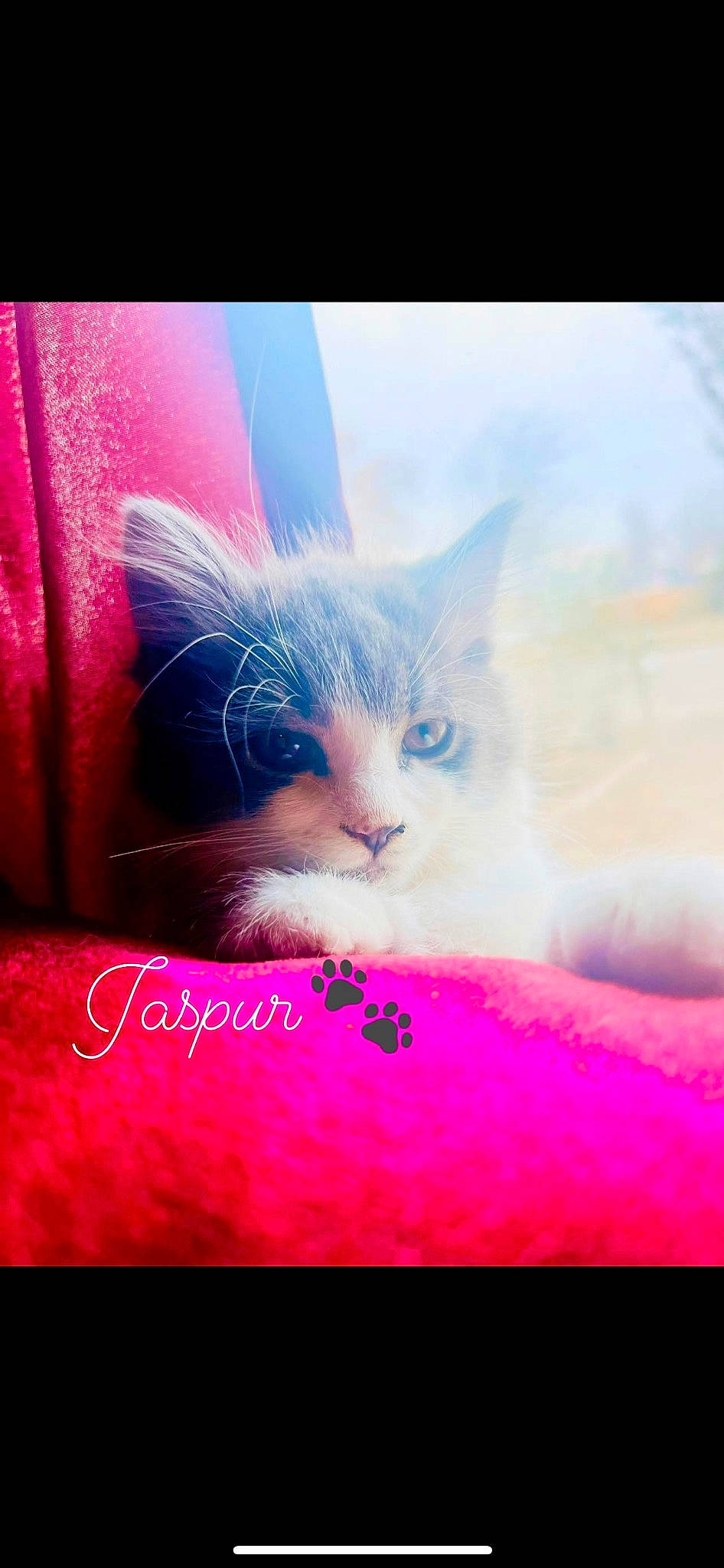 Jaspur joined the competition — help win amazing prizes! carnivore, cat, domestic_short_haired_cat, electric_blue, felidae, font, fur, grass, happy, magenta, organism, paw, photo_caption, pink, purple, sky, small_to_medium_sized_cats, snout, whiskers, window