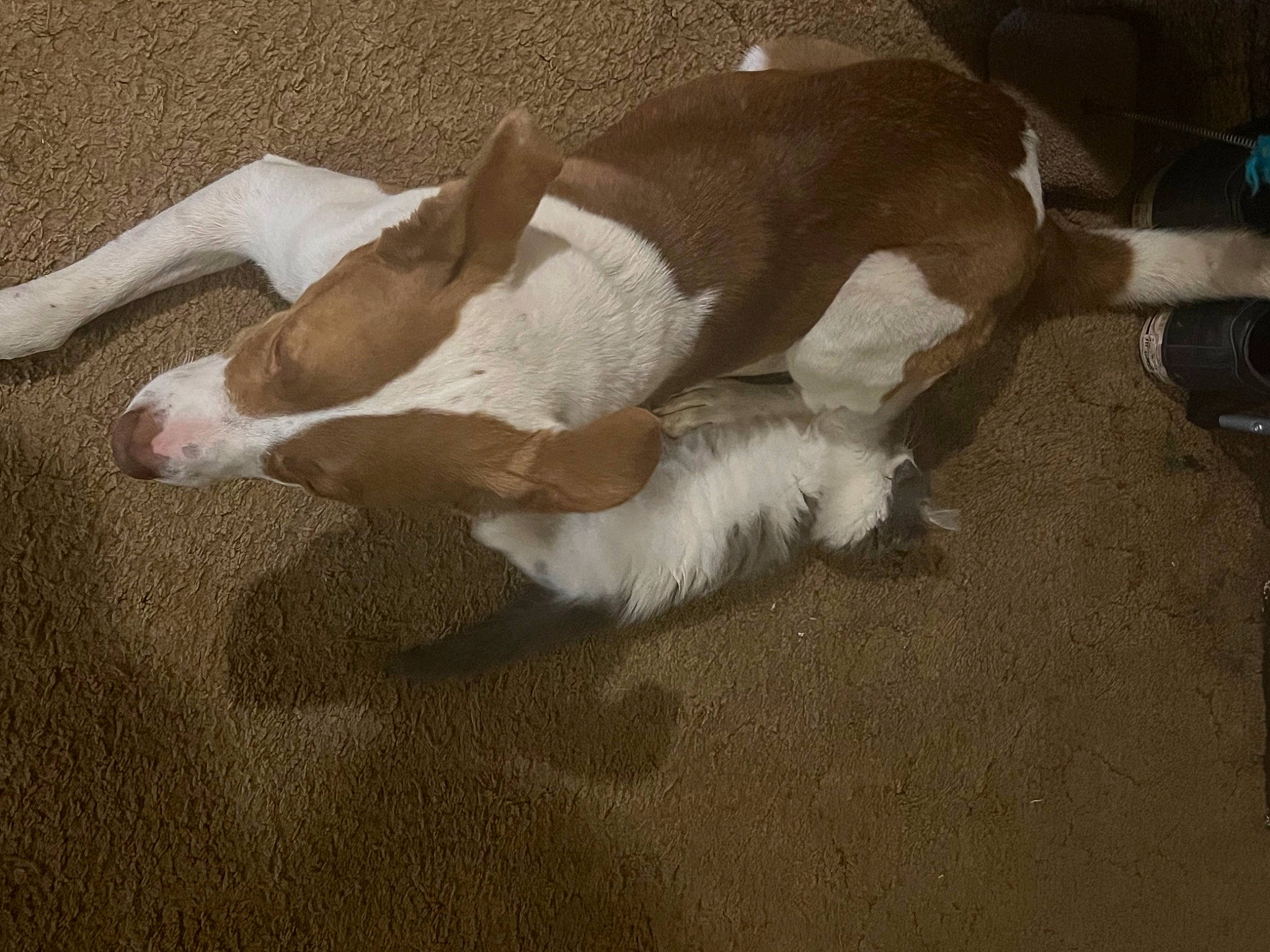 Jaspur is registered to the contest to win money with this photo: canidae, carnivore, comfort, companion_dog, dog, dog_breed, fawn, fur, hardwood, non_sporting_group, paw, snout, sporting_group, tail, terrestrial_animal