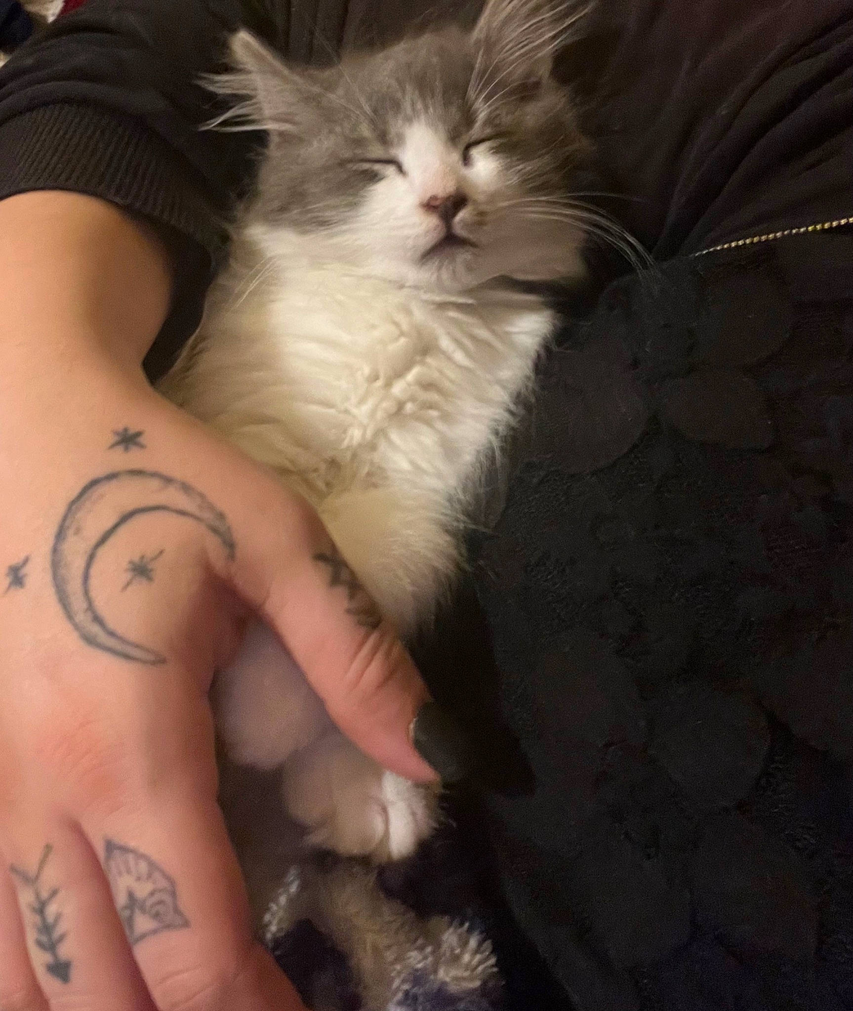 Jaspur joined the competition — help win amazing prizes! carnivore, cat, chest, comfort, domestic_short_haired_cat, elbow, fawn, felidae, fur, gesture, human_leg, nail, paw, small_to_medium_sized_cats, tail, temporary_tattoo, thigh, trunk, whiskers, wrist