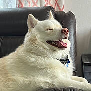 Jackson joined the competition — help win amazing prizes! dog, white_dog, fluffy, pet, animal, indoor, leather_chair, relaxed, smiling, happy, canine, fur, collar, mouth_open, closed_eyes, home, curtains, comfort, resting, domestic