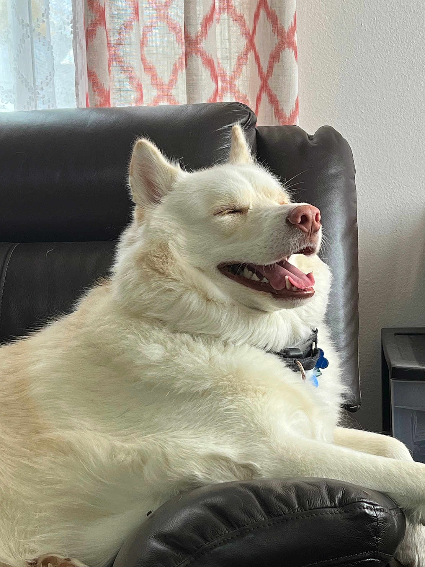 Jackson joined the competition — help win amazing prizes! dog, white_dog, fluffy, pet, animal, indoor, leather_chair, relaxed, smiling, happy, canine, fur, collar, mouth_open, closed_eyes, home, curtains, comfort, resting, domestic