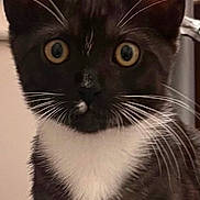 Tom is registered to the contest to win money with this photo: cat, tuxedo_cat, indoor, whiskers, yellow_eyes, close_up, pet, curious, feline, animal, black_and_white, portrait, ears, fur, domestic_cat, mammal, young_cat, alert, face, nose