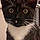 Tom