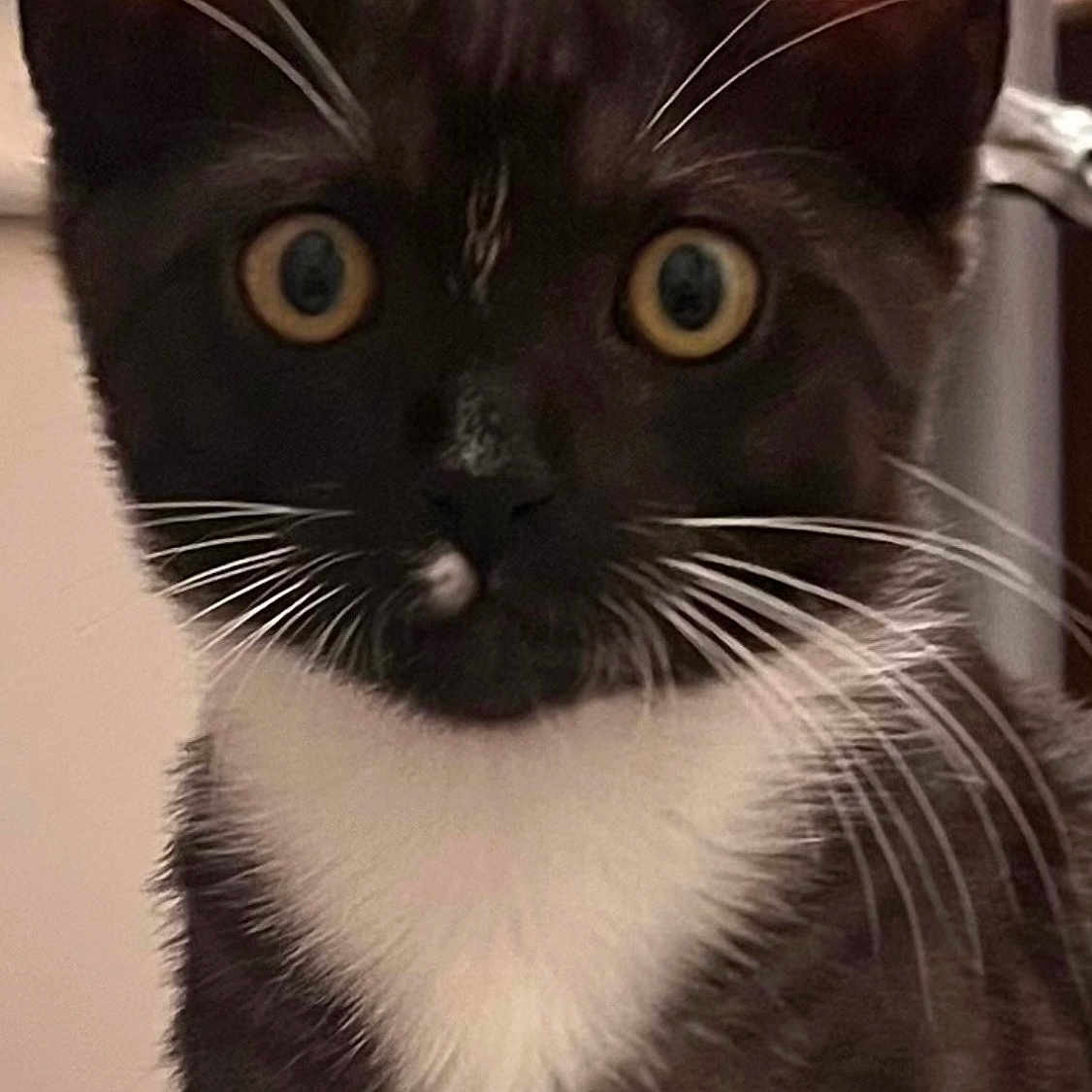 Tom is registered to the contest to win money with this photo: cat, tuxedo_cat, indoor, whiskers, yellow_eyes, close_up, pet, curious, feline, animal, black_and_white, portrait, ears, fur, domestic_cat, mammal, young_cat, alert, face, nose