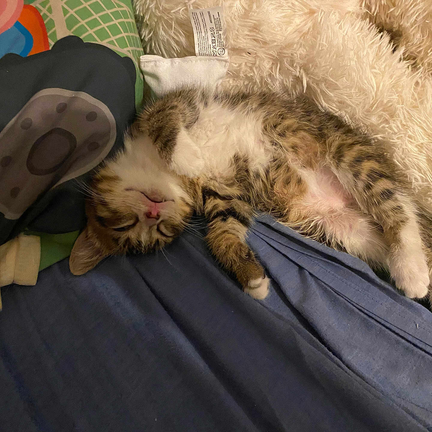Moumoune a rejoint le concours — aidez-le/la à gagner de superbes lots ! animal, bed, bedroom, blanket, cat, clothing, couch, cushion, electronics, furniture, hat, homedecor, indoors, kitten, manx, person, pet, room, sleeping, sunhat