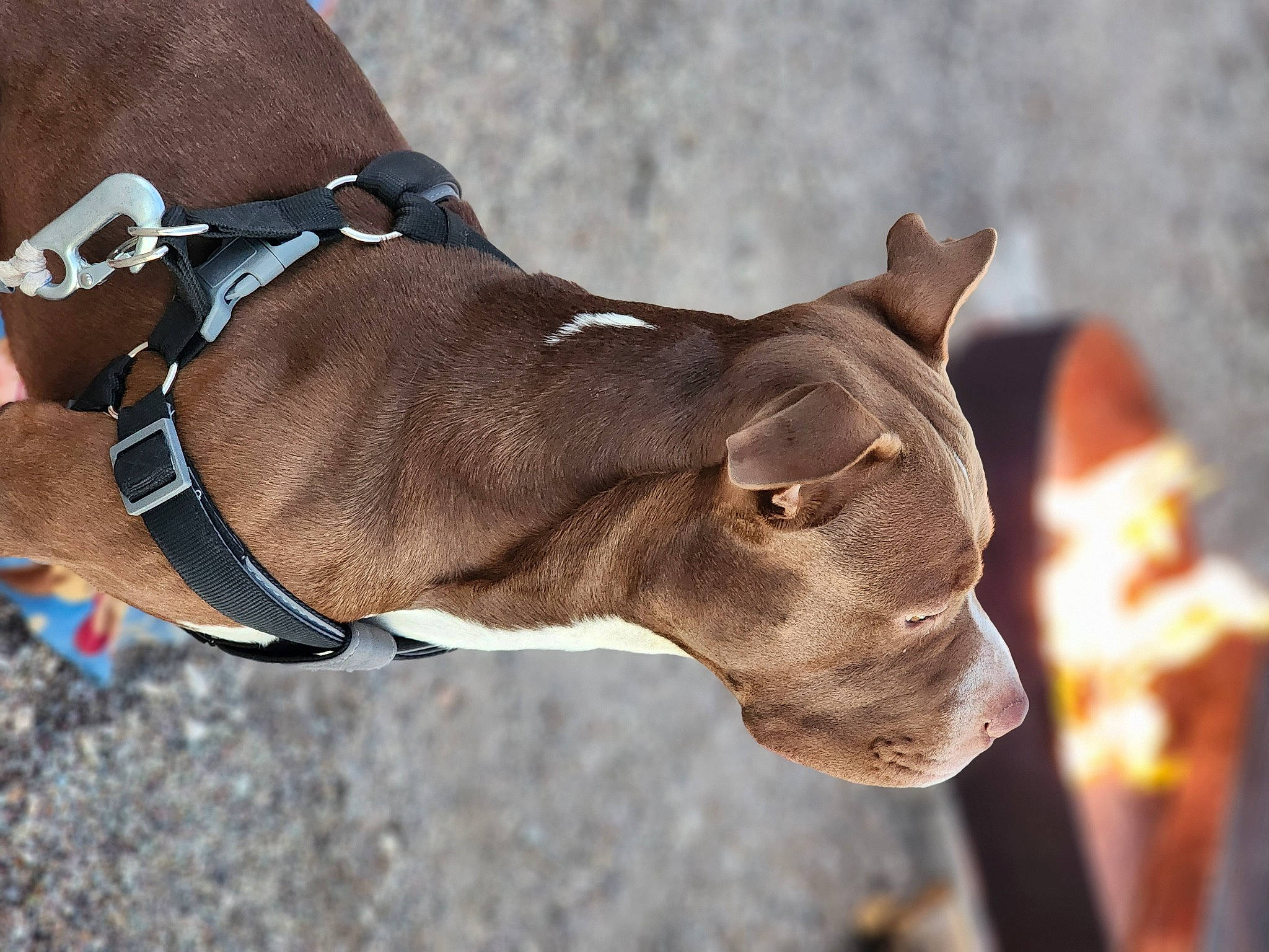 Henry joined the competition — help win amazing prizes! collar, dog_breed, electric_blue, fashion_accessory, fawn, finger, gesture, human_leg, liver, livestock, sleeve, snout, terrestrial_animal, twig, wildlife, working_animal, wrist