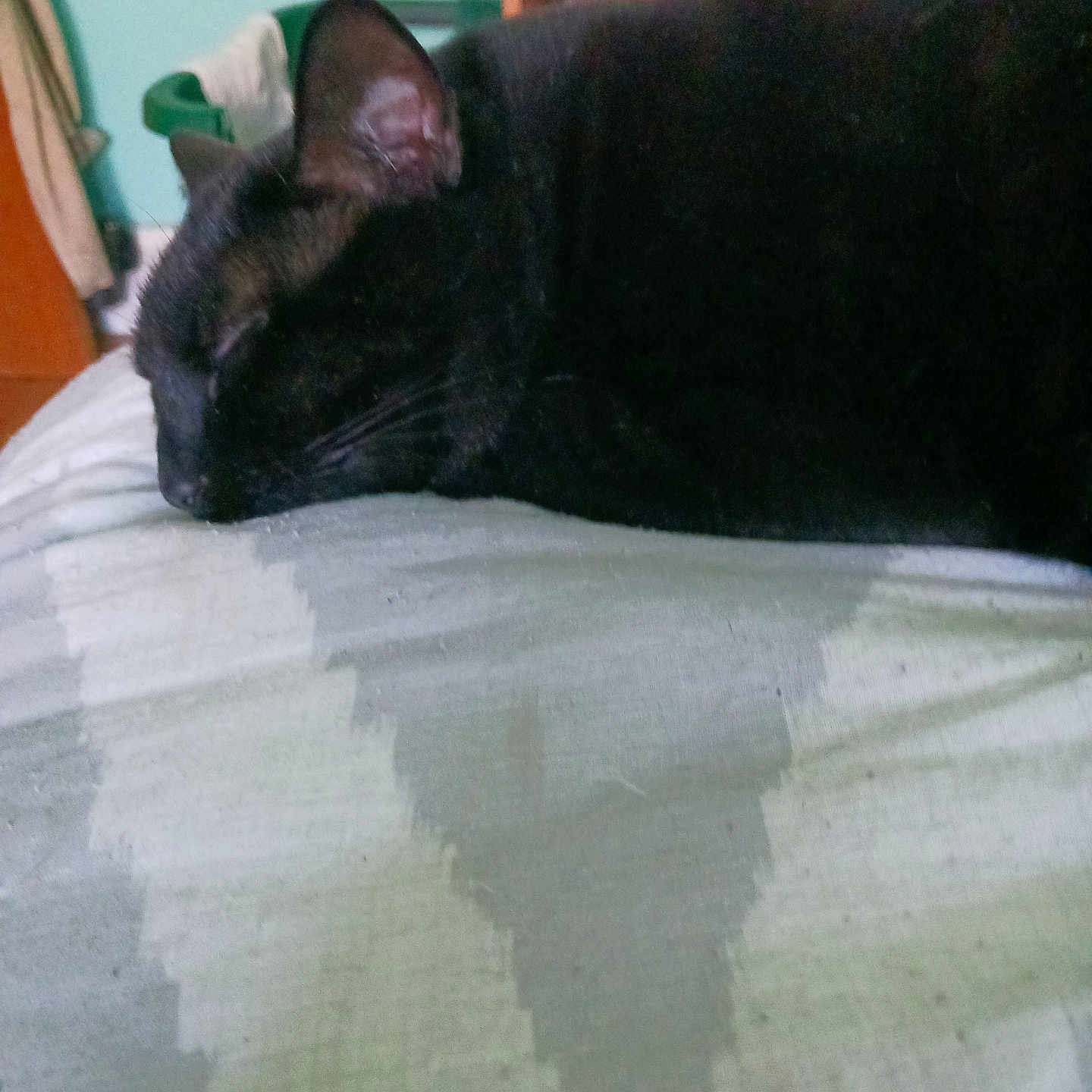 Queen is registered to the contest to win money with this photo: abyssinian, animal, bed, bedroom, blackcat, blanket, cat, couch, cushion, furniture, homedecor, indoors, linen, manx, pet, quilt, room