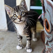 Zander joined the competition — help win amazing prizes! kitten, cat, tabby, curious, whiskers, ears, paws, indoor, floor, concrete, young, pet, animal, feline, closeup, portrait, standing, looking, background_blur, domestic