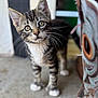 animal, background_blur, cat, closeup, concrete, curious, domestic, ears, feline, floor, indoor, kitten, looking, paws, pet, portrait, standing, tabby, whiskers, young