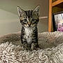 Zander is registered to the contest to win money with this photo: kitten, cat, tabby, fluffy_bed, pet, indoor, young_animal, feline, curious, sitting, closeup, fur, whiskers, ears, eyes, portrait, animal, home, cozy, cute