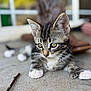 Zander joined the competition — help win amazing prizes! kitten, tabby, cat, animal, pet, paw, whiskers, ears, green_eyes, concrete_floor, blurred_background, shoe, window, cute, young, feline, domestic_cat, lying_down, close_up, outdoor