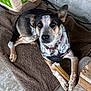 Lavender joined the competition — help win amazing prizes! animal, black, blanket, bone, brown, canine, chewing, collar, comfortable, dog, floor, fur, indoor, looking_at_camera, pet, planks, resting, tan, white, wood