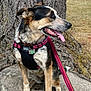 Lavender joined the competition — help win amazing prizes! alert, animal, canine, collar, daylight, dog, ears_up, fur, grass, harness, leash, muzzle, nature, outdoor, pet, side_view, sitting, tongue_out, tree_stump, tree_trunk
