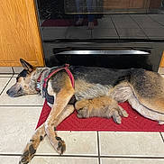 Lavender is registered to the contest to win money with this photo: animal, appliance, bunny, companion, cozy, cute, dog, domestic, floor, fur, harness, indoor, kitchen, lying_down, pet, red_mat, resting, sleeping, tile_floor, wooden_cabinet