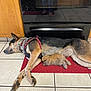 animal, appliance, bunny, companion, cozy, cute, dog, domestic, floor, fur, harness, indoor, kitchen, lying_down, pet, red_mat, resting, sleeping, tile_floor, wooden_cabinet