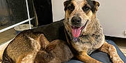 Lavender is registered to the contest to win money with this photo: animal, brown_rabbit, collar, cozy, cushion, dog, ears, floor, friendship, home, indoor, mixed_breed_dog, paw, pet, rabbit, relaxed, resting, tile, tongue_out, window