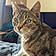 Ziggy