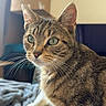 alert, animal, bed, blanket, box, cat, cozy, curtain, domestic, eyes, fur, furniture, indoor, natural_light, pet, portrait, resting, smartphone_screen, tabby, whiskers