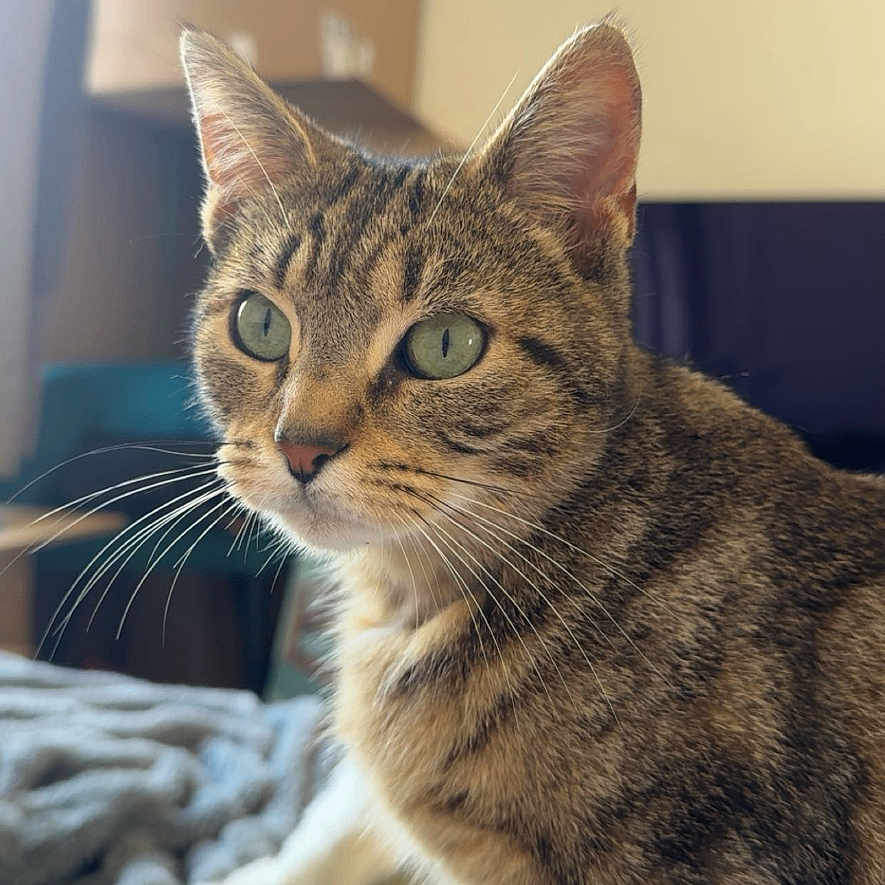 Ziggy