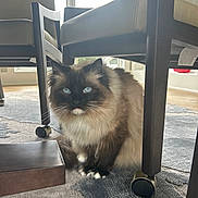 Tucker is registered to the contest to win money with this photo: cat, blue_eyes, fluffy, indoor, carpet, chair, furniture, pet, animal, domestic, curious, sitting, window, natural_light, home, quiet, cozy, whiskers, paws, fur