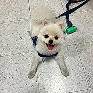 Osito is registered to the contest to win money with this photo: dog, pomeranian, white_dog, pet, indoor, floor, tile_floor, harness, leash, happy, tongue_out, small_dog, canine, animal, person_feet, sandals, pink_toenails, cute, companion, playful