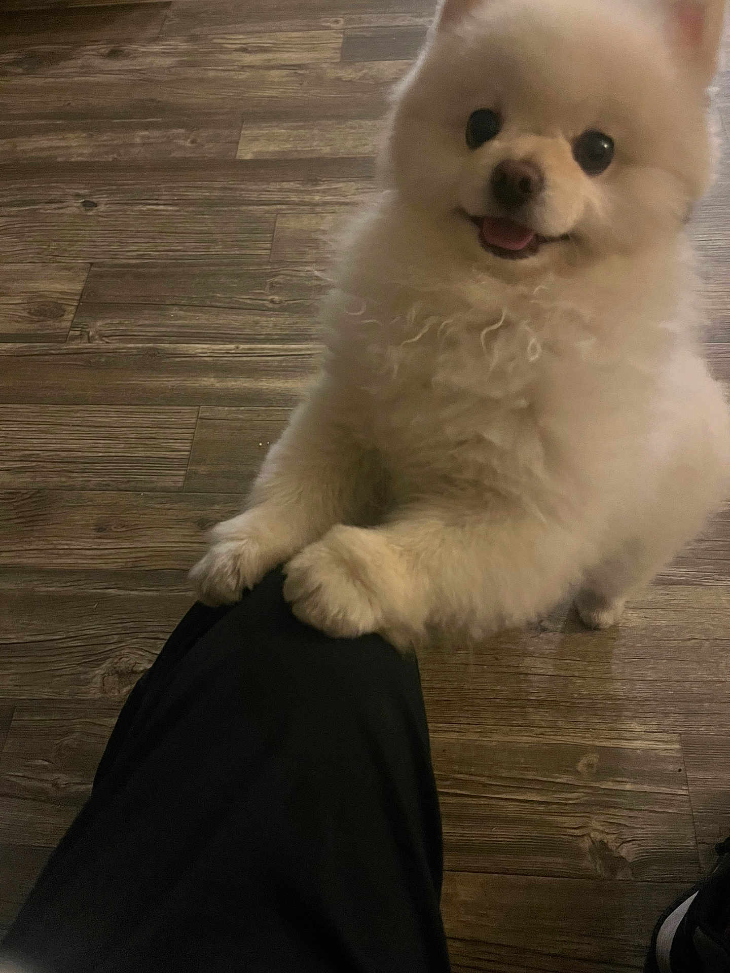 Osito