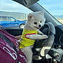 Osito is registered to the contest to win money with this photo: puppy, dog, white_dog, yellow_shirt, car_interior, steering_wheel, person, lap, seatbelt, window, blue_truck, mountains, daylight, playful, cute, pet, road_trip, inside_car, keys, dashboard