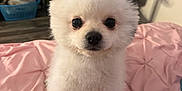 Osito joined the competition — help win amazing prizes! dog, puppy, pomeranian, white_fur, pet, cute, bed, pink_bedspread, indoor, furniture, laundry_basket, floor, sitting, looking_at_camera, small_dog, fluffy, animal, household, cozy, portrait