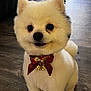 Osito is registered to the contest to win money with this photo: dog, pomeranian, pet, fluffy, white, bow_tie, festive, indoor, floor, cute, small_dog, animal, portrait, mammal, companion, domestic_animal, adorable, sitting, looking, friendly