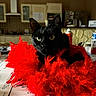 black_cat, cat, feathers, red_feathers, table, papers, calendar, kitchen, indoor, yellow_eyes, pet, feline, domestic_cat, fluffy, close_up, sitting, curious, animal, household, soft_light