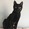 cat, black_cat, pet, animal, feline, sitting, yellow_eyes, curious, indoor, mammal, whiskers, fur, portrait, looking, young_cat, mattress, domestic_cat, alert, ears, quiet