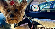 Brooklyn is registered to the contest to win money with this photo: blanket, blue_sky, bow, car_interior, cute, dog, fast_food, harness, indoor, leash, monopoly, paper_bag, pet, seat, side_mirror, small_dog, sunlight, trees, window, yorkshire_terrier