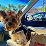 dog, small_dog, yorkshire_terrier, pet, car_interior, blanket, bow, harness, window, side_mirror, blue_sky, trees, sunlight, seat, paper_bag, fast_food, monopoly, leash, cute, indoor