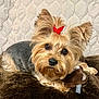 dog, yorkshire_terrier, red_bow, plush_toy, blanket, quilt, pet, fur, cute, small_dog, indoor, resting, cozy, animal, companion, portrait, brown, beige, soft_texture, domestic