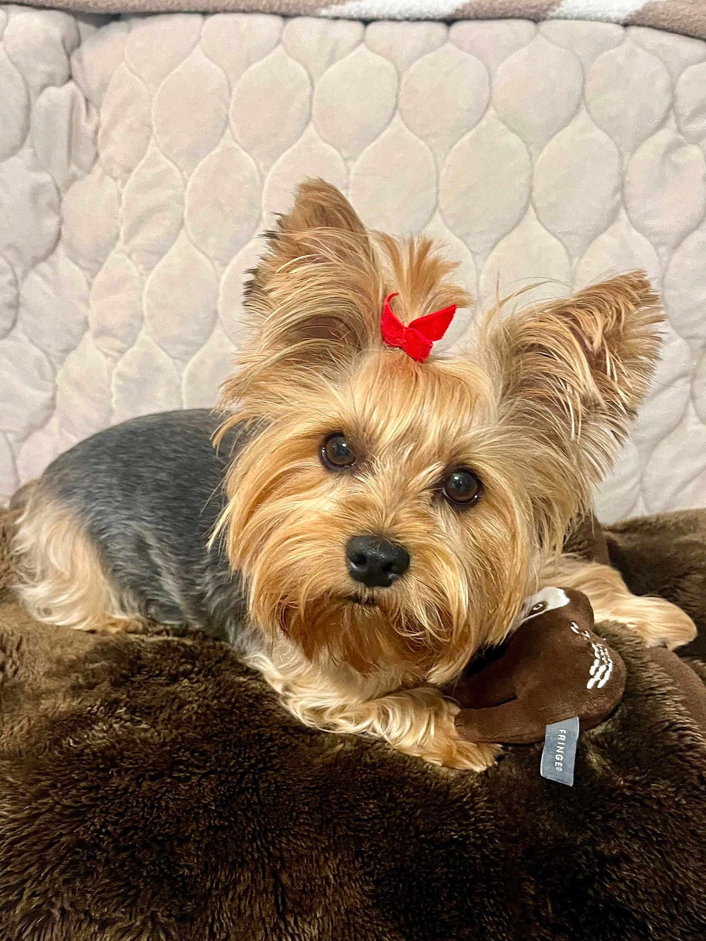 Brooklyn joined the competition — help win amazing prizes! dog, yorkshire_terrier, red_bow, plush_toy, blanket, quilt, pet, fur, cute, small_dog, indoor, resting, cozy, animal, companion, portrait, brown, beige, soft_texture, domestic
