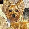Brooklyn is registered to the contest to win money with this photo: dog, yorkshire_terrier, pet, indoor, couch, fur, canine, animal, cute, small_dog, ears, face, portrait, relaxed, domestic, companion, home, furniture, cozy, resting