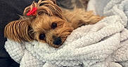 Brooklyn is registered to the contest to win money with this photo: dog, small_dog, pet, bow, red_bow, blanket, white_blanket, fluffy_blanket, couch, bone_pattern, fur, relaxed, sleepy, cute, indoors, cozy, resting, animal, companion, portrait
