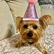 Brooklyn joined the competition — help win amazing prizes! dog, small_dog, party_hat, pink_hat, pom_pom, cute, pet, animal, indoor, blanket, couch, fur, ears, face, portrait, looking_at_camera, brown_fur, cozy, domestic, companion