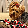 Brooklyn joined the competition — help win amazing prizes! dog, yorkshire_terrier, pet, bow, crocheted_blanket, colorful_blanket, indoor, cozy, cute, fur, small_dog, head_tilt, curious, brown_fur, black_fur, soft_lighting, carpet, homedecor, portrait, relaxed