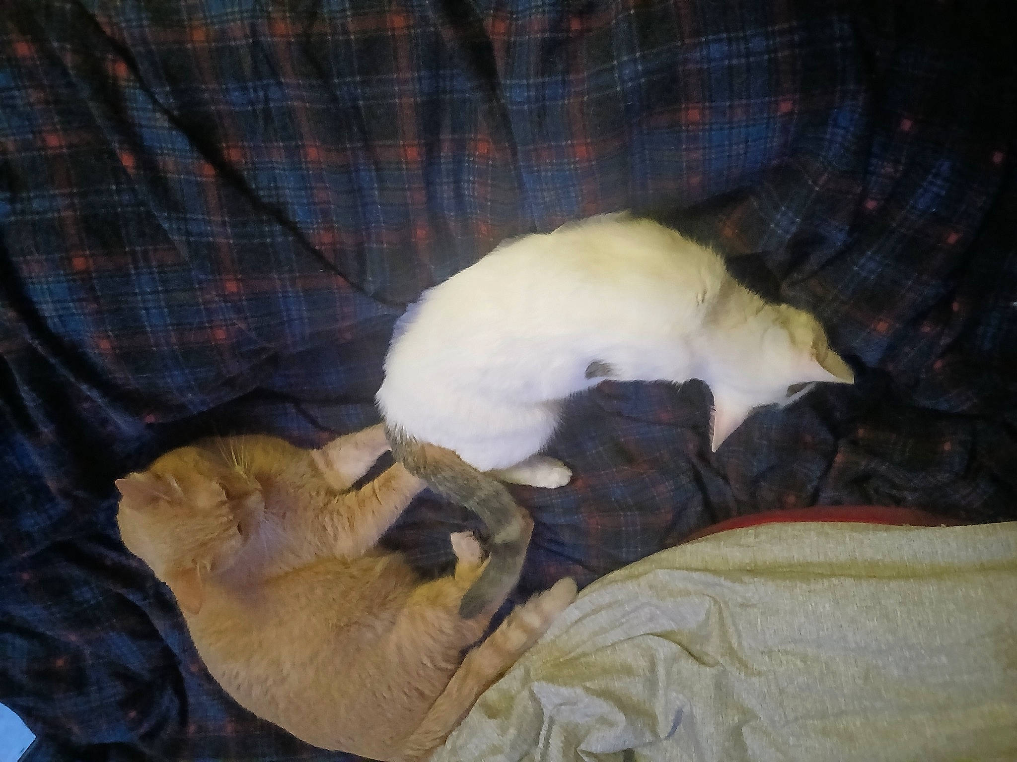 Blanco a rejoint le concours — aidez-le/la à gagner de superbes lots ! canidae, carnivore, cat, cat_supply, comfort, companion_dog, dog_breed, fawn, felidae, fur, linens, nap, pattern, plaid, small_to_medium_sized_cats, sporting_group, tail, tartan, terrestrial_animal, whiskers