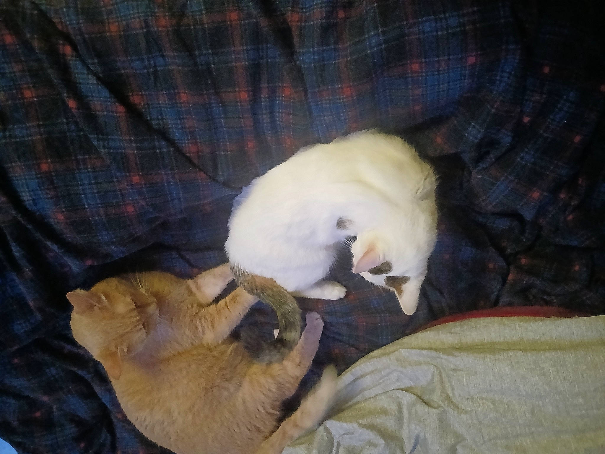 Blanco participe au concours pour gagner de l'argent avec cette photo : canidae, carnivore, cat, cat_supply, comfort, companion_dog, dog_breed, fawn, felidae, fur, linens, pattern, paw, plaid, small_to_medium_sized_cats, snout, sporting_group, tail, tartan, whiskers