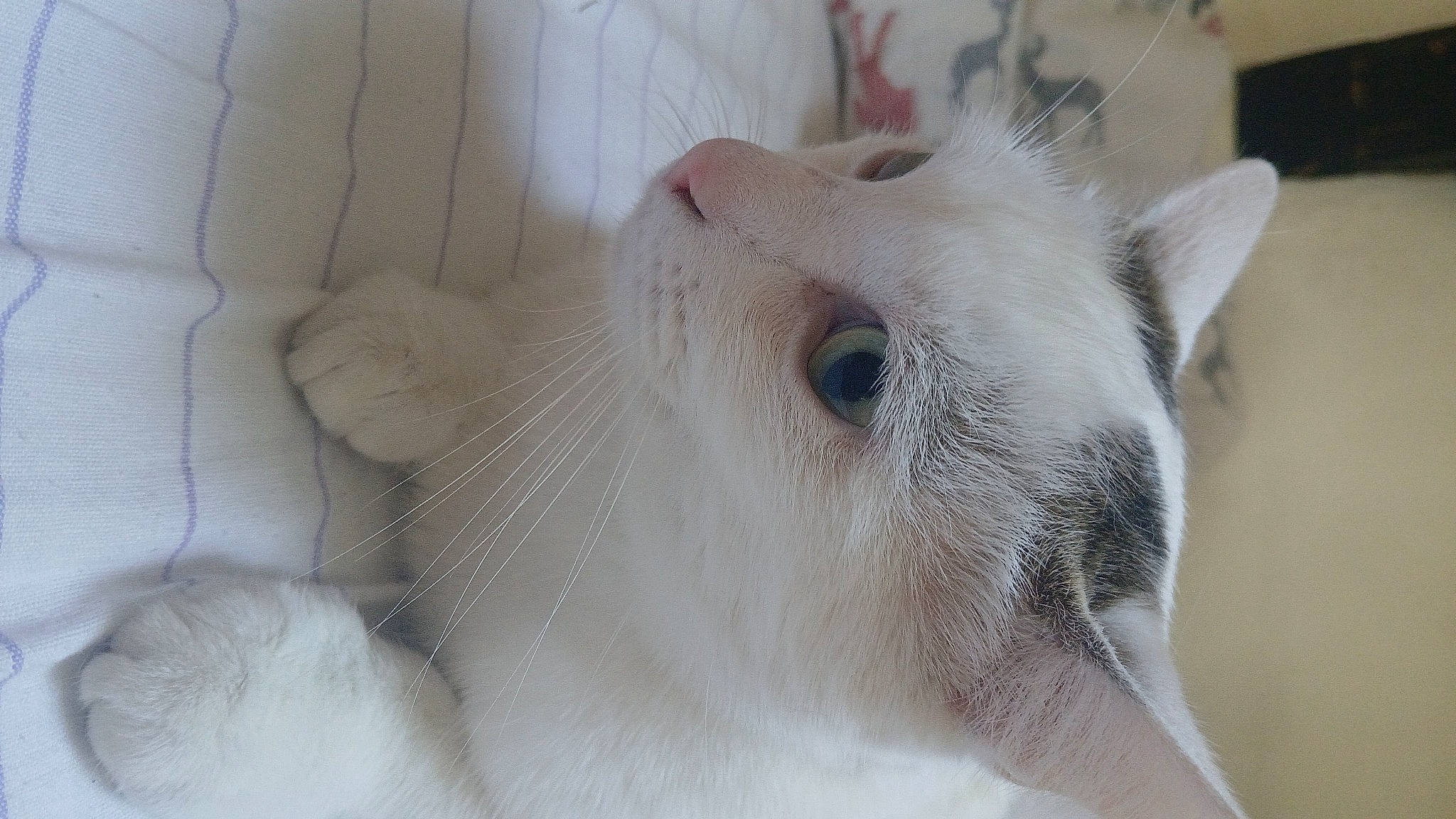 Blanco participe au concours pour gagner de l'argent avec cette photo : canidae, carnivore, ear, eyelash, fawn, felidae, fur, small_to_medium_sized_cats, snout, terrestrial_animal, whiskers, wildlife