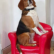 Milly participe au concours pour gagner de l'argent avec cette photo : american_foxhound, basset_artesien_normand, beagle, beagle_harrier, canidae, carnivore, companion_dog, coonhound, dog, dog_breed, english_foxhound, finnish_hound, grand_anglo_francais_tricolore, hamiltonstovare, hound, mammal, pocket_beagle, posavac_hound, treeing_walker_coonhound, vertebrate