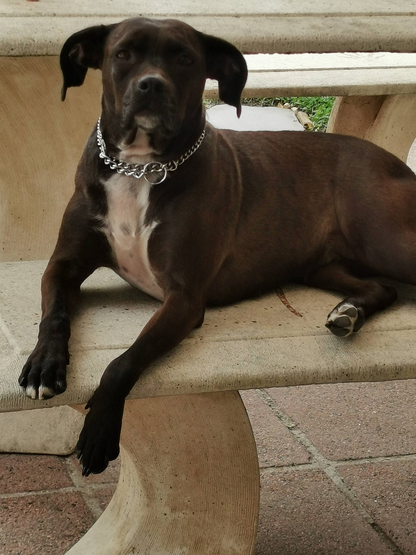 Ruby participe au concours pour gagner de l'argent avec cette photo : animal, bench, brown_dog, calm, canine, chain_collar, closeup, concrete, dog, fur, greenery, lying_down, muzzle, outdoor, paw, pet, portrait, quiet, relaxed, resting