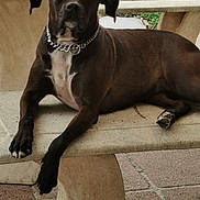 Ruby participe au concours pour gagner de l'argent avec cette photo : dog, bench, outdoor, chain_collar, brown_dog, pet, canine, relaxed, lying_down, paw, concrete, greenery, animal, portrait, closeup, quiet, calm, resting, fur, muzzle