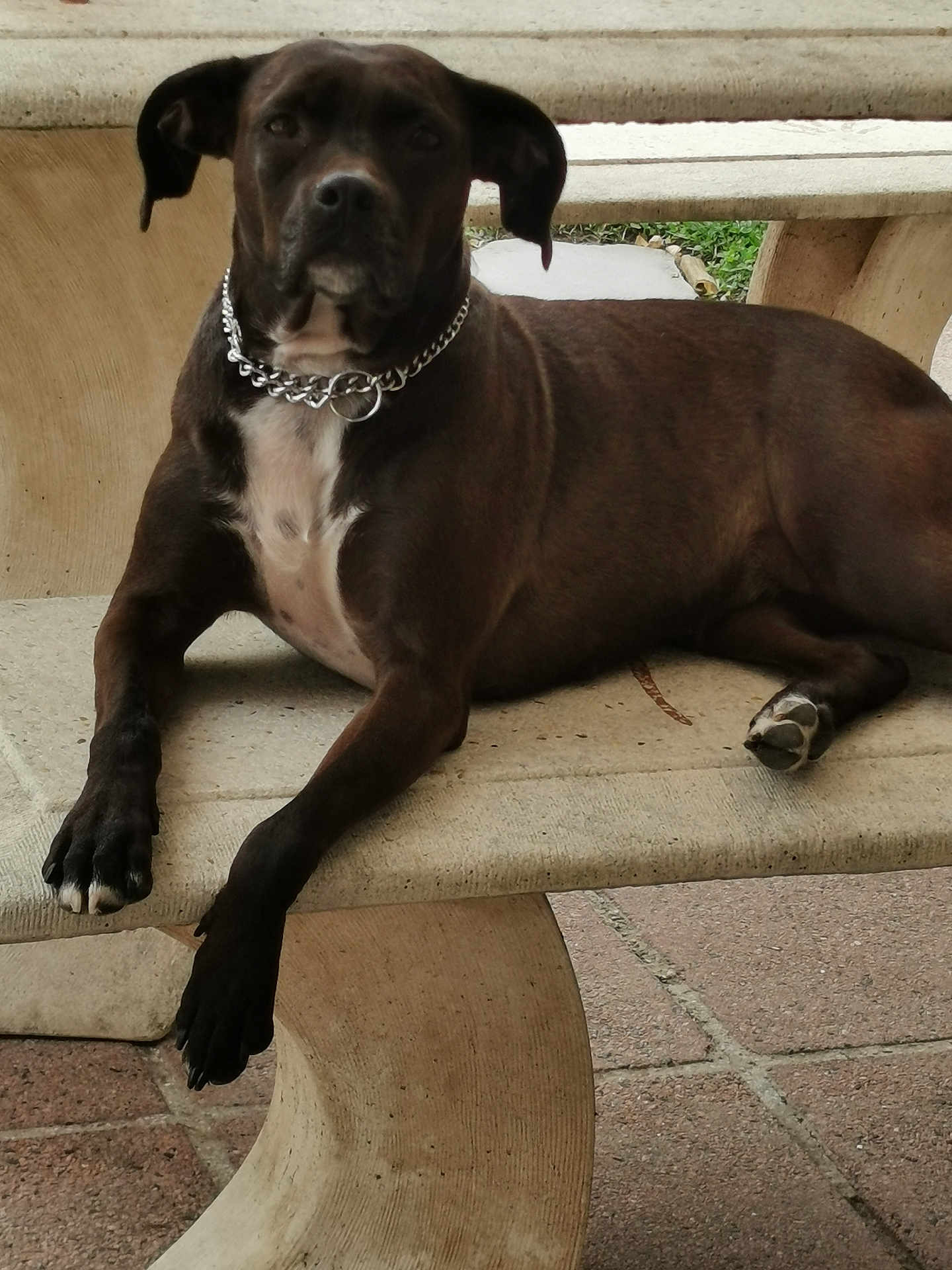 Ruby participe au concours pour gagner de l'argent avec cette photo : dog, bench, outdoor, chain_collar, brown_dog, pet, canine, relaxed, lying_down, paw, concrete, greenery, animal, portrait, closeup, quiet, calm, resting, fur, muzzle